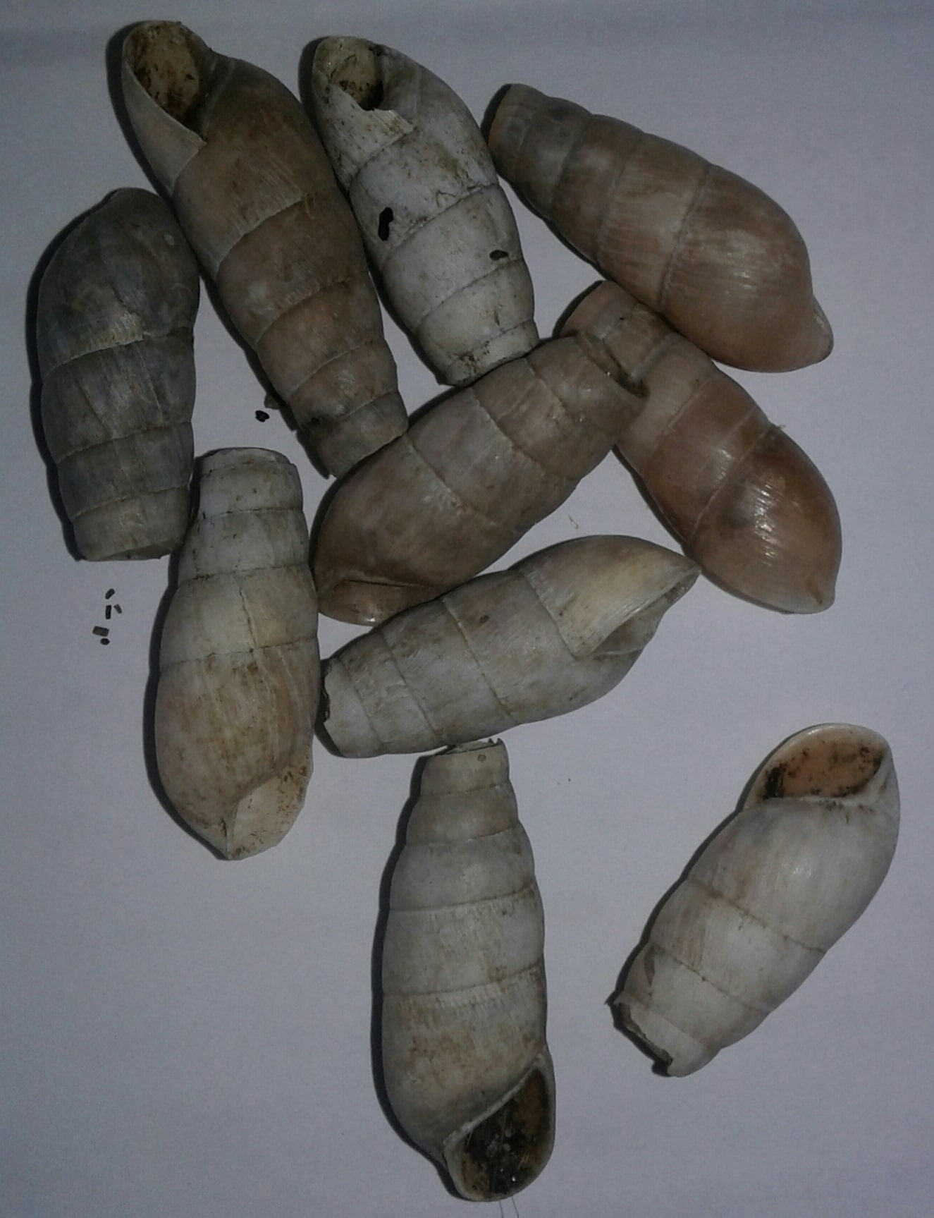 Oleacinidae : Rumina decollata